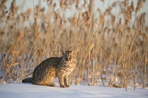 Images Dated 4th February 2016: Amur leopard cat (Prionailurus bengalensis euptilurus) Vladivostok, Primorsky Krai, Far East Russia