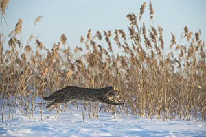 Reed Beds Prints: Amur leopard cat (Prionailurus bengalensis euptilurus) leaping past reed bed, Vladivostok