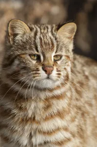 Amur leopard cat (Prionailurus bengalensis euptilurus) Vladivostok, Primorsky Krai, Far East Russia