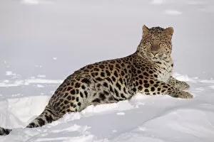 Amur Leopard Gallery: Amur leopard lying in snow. Captive animal, USA