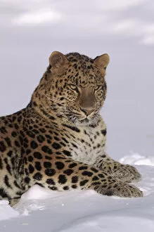 Amur Leopard Collection: Amur leopard lying in snow. Captive animal, USA