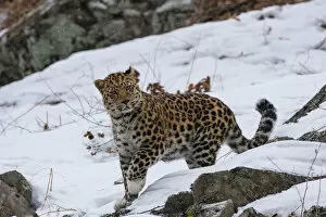 Amur Leopard Collection: Amur leopard (Panthera pardus orientalis) walking in snow, Land of the Leopard National Park