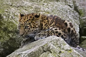 Amur Leopard Gallery: Amur Leopard (Panthera pardus orientalis) juvenile on rocks, occurs NE China and SE Russia