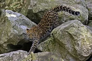 Walking Gallery: Amur Leopard (Panthera pardus orientalis) juvenile on rocks. Occurs NE China and SE Russia