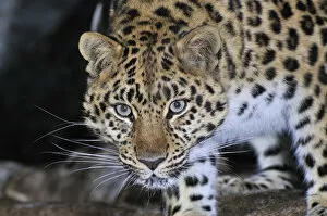 Amur Leopard Collection: Amur Leopard (Panthera pardus orientalis) portrait, Kedrovaya Pad reserve, Primorskiy krai