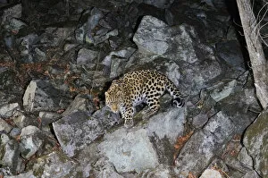 Amur Leopard Gallery: Amur Leopard (Panthera pardus orientalis) walking down rocky slope at night, Kedrovaya Pad reserve