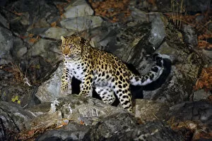 Amur Leopard Gallery: Amur Leopard (Panthera pardus orientalis) on rocky slope at night, Kedrovaya Pad reserve