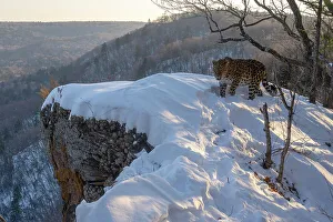 Sergey Gorshkov Prints: Amur leopard (Panthera pardus orientalis) standing on snow-covered rocky outcrop overlooking mountainous forest