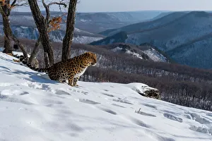Sergey Gorshkov Prints: Amur leopard (Panthera pardus orientalis) urinating on snowy mountain slope overlooking forested valley