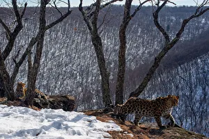 Amur leopard (Panthera pardus orientalis) mother walking over rocks as cub rests on snowy mountain slope with trees and forest behind, Land of the Leopard National Park, Russian Far East. Critically endangered. Taken with remote camera. February