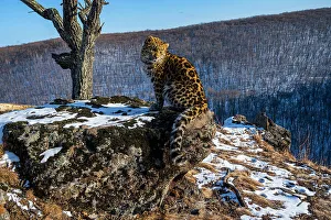 Amur leopard (Panthera pardus orientalis) cub sitting on rocky outcrop and looking around with mountain forest in background, Land of the Leopard National Park, Russian Far East. Critically endangered. Taken with remote camera. January