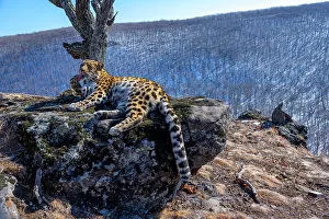 Amur leopard (Panthera pardus orientalis) licking its paw whilst resting on rocky outcrop overlooking mountain forest, Land of the Leopard National Park, Russian Far East. Critically endangered. Taken with remote camera. February