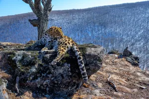 Sergey Gorshkov Prints: Amur leopard (Panthera pardus orientalis) grooming fur on side as it rests on rocky outcrop overlooking mountain forest