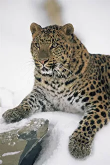 Amur Leopard Gallery: Amur Leopard {Panthera pardus orientalis} captive, portrait