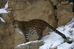 Amur Leopard Gallery: Amur leopard {Panthera pardus orientalis} captive