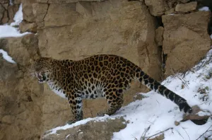Amur Leopard Collection: Amur leopard {Panthera pardus orientalis} captive
