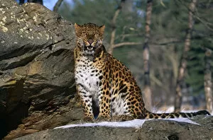 Amur Leopard Gallery: Amur leopard {Panthera pardus orientalis} captive