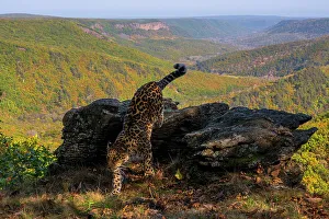 Sergey Gorshkov Prints: Amur leopard (Panthera pardus orientalis) climbing down off rocky outcrop overlooking forest