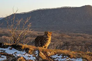 Sergey Gorshkov Prints: Amur leopard (Panthera pardus orientalis) cub standing on mountain slope with forest behind and snow melting at sunset