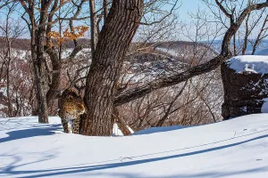 Amur leopard (Panthera pardus orientalis) hiding behind tree in snowy mountain forest, Land of the Leopard National Park, Russian Far East. Critically endangered. Taken with remote camera. February