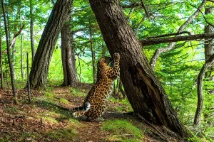 Amur leopard (Panthera pardus orientalis) investigating scent marked tree in forest, Land of the Leopard National Park, Russian Far East. Critically endangered. Taken with remote camera. September