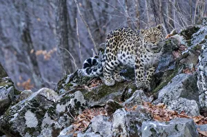 Amur leopard (Panthera pardus orientalis) Land of the Leopard National Park, Primorsky Krai