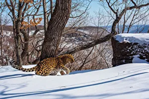 Amur leopard (Panthera pardus orientalis) male walking through thick snow in mountain forest, Land of the Leopard National Park, Russian Far East. Critically endangered. Taken with remote camera. February