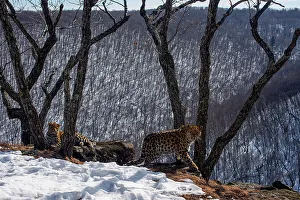 Amur leopard (Panthera pardus orientalis) mother walking over rocks whilst cub rests on rock, on snowy mountain slope with trees and forest behind at dawn, Land of the Leopard National Park, Russian Far East. Critically endangered