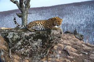 Amur leopard (Panthera pardus orientalis) resting on rocky outcrop overlooking forest, Land of the Leopard National Park, Russian Far East. Critically endangered. Taken with remote camera. March
