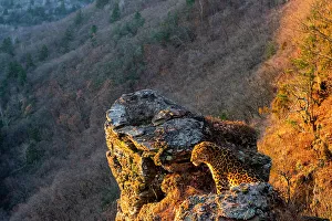Amur leopard (Panthera pardus orientalis) sitting on rocky outcrop and overlooking forested valley at dawn, Land of the Leopard National Park, Russian Far East. Critically endangered. Taken with remote camera. October