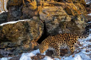Amur leopard (Panthera pardus orientalis) smelling ground at entrance to cave in snowy forest, Land of the Leopard National Park, Russian Far East. Critically endangered. Taken with remote camera. January