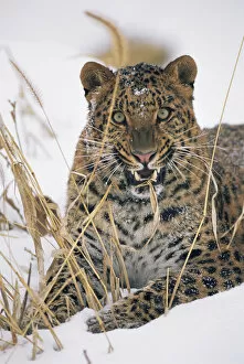 Amur Leopard Gallery: Amur leopard {Panthera pardus orientalis} snarling, captive, endangered