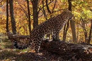 Amur leopard (Panthera pardus orientalis) standing with front paws on fallen tree in forest in autumn, Land of the Leopard National Park, Russian Far East. Critically endangered. Taken with remote camera. October