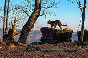 Amur leopard (Panthera pardus orientalis) standing on rocky outcrop in forest at dusk, Land of the Leopard National Park, Russian Far East. Critically endangered. Taken with remote camera. November