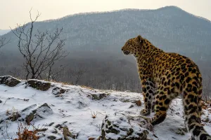 Amur leopard (Panthera pardus orientalis) standing on snowy mountain slope and looking around, Land of the Leopard National Park, Russian Far East. Critically endangered. Taken with remote camera. December