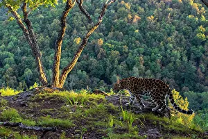Amur leopard (Panthera pardus orientalis) walking on cliff top with forest behind, Land of the Leopard National Park, Russian Far East. Critically endangered. Taken with remote camera. September