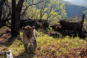 Amur leopard (Panthera pardus orientalis) walking up mountain slope with rocks behind, Land of the Leopard National Park, Russian Far East. Critically endangered. Taken with remote camera. May