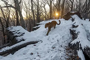 Amur leopard (Panthera pardus orientalis) walking past fallen tree and rocks in snowy forest at dusk, Land of the Leopard National Park, Russian Far East. Critically endangered. Taken with remote camera. January