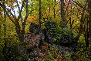 Amur leopard (Panthera pardus orientalis) walking past rocks in forest, Land of the Leopard National Park, Russian Far East. Critically endangered. Taken with remote camera. October