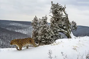 Russia Prints: Amur leopard (Panthera pardus orientalis) walking past snow-covered trees on mountain slope