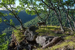 Sergey Gorshkov Prints: Amur leopard (Panthera pardus orientalis) walking on rocky outcrop overlooking forest