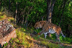 Amur leopard (Panthera pardus orientalis) walking up slope in forest with rock in foreground, Land of the Leopard National Park, Russian Far East. Critically endangered. Taken with remote camera. September