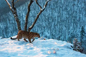 Amur leopard (Panthera pardus orientalis) walking on snowy cliff edge with forest behind, Land of the Leopard National Park, Russian Far East. Critically endangered. Taken with remote camera. January