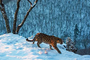 Sergey Gorshkov Prints: Amur leopard (Panthera pardus orientalis) walking on snowy cliff edge with forest behind