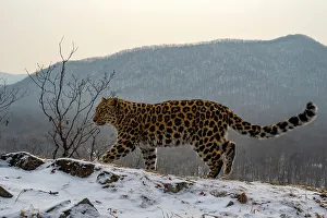 Sergey Gorshkov Prints: Amur leopard (Panthera pardus orientalis) walking across snowy mountain slope