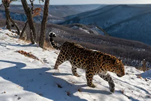 Sergey Gorshkov Prints: Amur leopard (Panthera pardus orientalis) walking across snowy mountain slope with forested mountain behind
