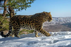 Amur leopard (Panthera pardus orientalis) walking on snowy mountain slope with mountains in the background, Land of the Leopard National Park, Russian Far East. Critically endangered. Taken with remote camera. February