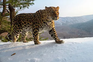 Amur leopard (Panthera pardus orientalis) walking on snowy mountain slope with mountains behind, Land of the Leopard National Park, Russian Far East. Critically endangered. Taken with remote camera. January