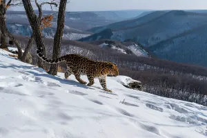 Sergey Gorshkov Prints: Amur leopard (Panthera pardus orientalis) walking down snowy mountain slope overlooking forested valley