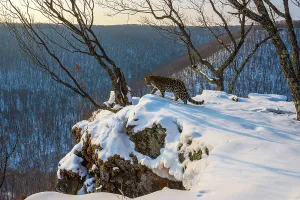 Amur leopard (Panthera pardus orientalis) walking on snowy outcrop overlooking forest in winter, Land of the Leopard National Park, Russian Far East. Critically endangered. Taken with remote camera. February